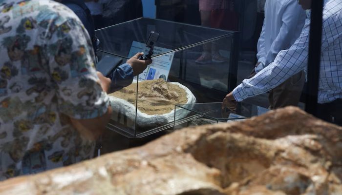 Nenek moyang hiu putih besar berusia 9 juta tahun ditemukan di Peru