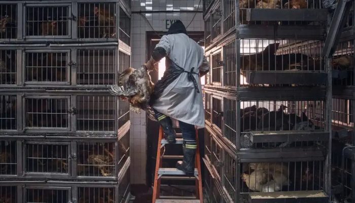 Beberapa orang tidak tahu bahwa mereka terinfeksi flu burung, menurut penelitian dokter hewan.