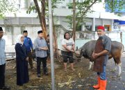 Wali Kota Munafi dan Wawali Aliyah Saksikan Penyembelihan Hewan Kurban Pemkot Makassar