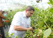 Pemkot Makassar Hadirkan Ketahanan Pangan dan Kemandirinya Ekonomi Lewat Urban Farming