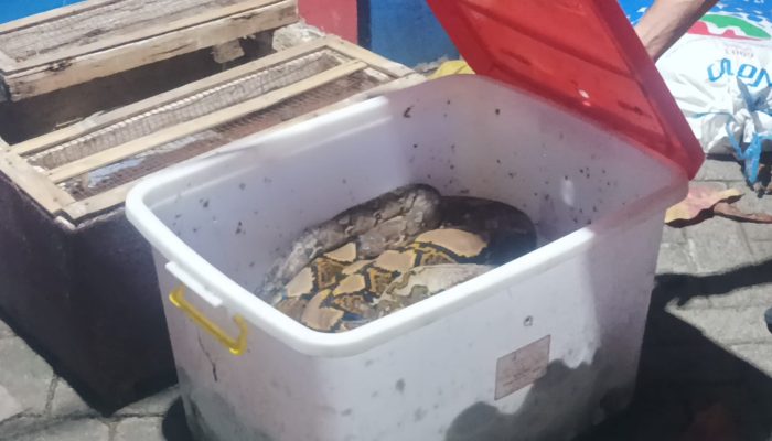 Damkar Gowa Evakuasi Ular Piton Berukuran 5 Meter Usai Mangsa Anak Kucing