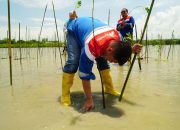 Langkah Nyata Lindungi Lingkungan, Pertamina Patra Niaga Sulawesi Tanam 1.000 Bibit Mangrove di Cagar Alam Panua