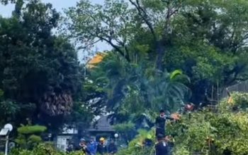 Cuaca Ekstrem Terjang Makassar, 102 Pohon Tumbang dalam Sebulan