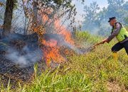 Hutan Pinus Gunung Anjing Tegal Terbakar, Petugas dan Warga Berjibaku Padamkan Api