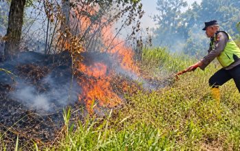 Hutan Pinus Gunung Anjing Tegal Terbakar, Petugas dan Warga Berjibaku Padamkan Api