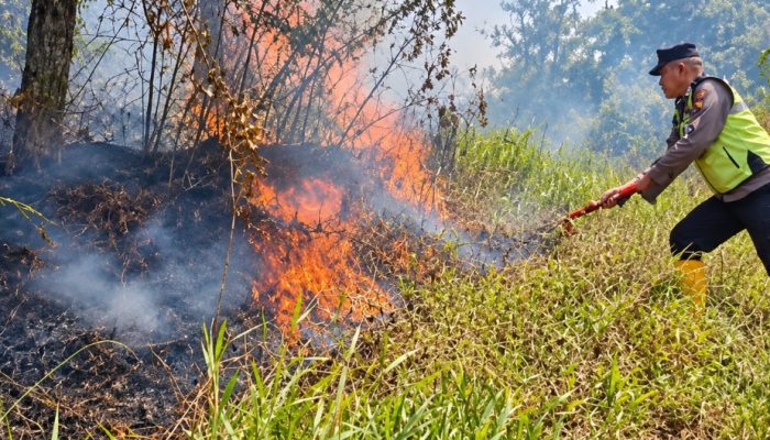 Hutan Pinus Gunung Anjing Tegal Terbakar, Petugas dan Warga Berjibaku Padamkan Api