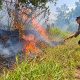 Hutan Pinus Gunung Anjing Tegal Terbakar, Petugas dan Warga Berjibaku Padamkan Api