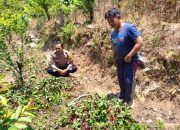 Tanaman Unik, Bhabinkamtibmas Berbek Temukan Sawi Batang Merah yang Bernilai Ekonomi