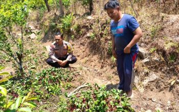 Tanaman Unik, Bhabinkamtibmas Berbek Temukan Sawi Batang Merah yang Bernilai Ekonomi