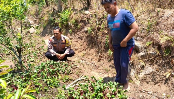 Tanaman Unik, Bhabinkamtibmas Berbek Temukan Sawi Batang Merah yang Bernilai Ekonomi