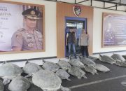 Penyu Dilindungi Diduga Hendak Diselundupkan, Polda Bali Amankan 22 Ekor