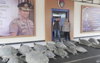 Penyu Dilindungi Diduga Hendak Diselundupkan, Polda Bali Amankan 22 Ekor