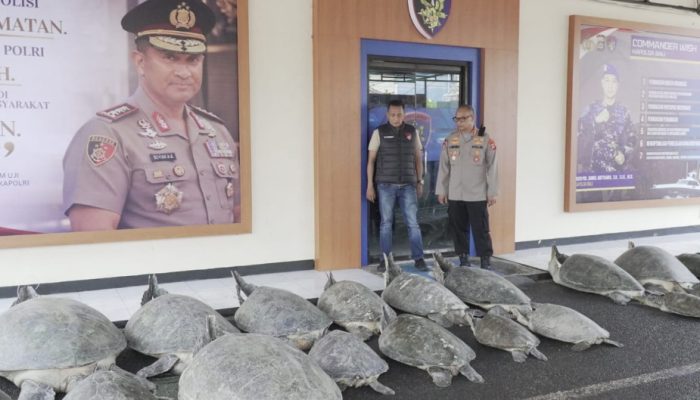 Penyu Dilindungi Diduga Hendak Diselundupkan, Polda Bali Amankan 22 Ekor